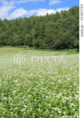 信州中山高原　初秋のソバ畑 43464764