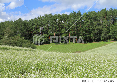 信州中山高原　初秋のソバ畑 43464765