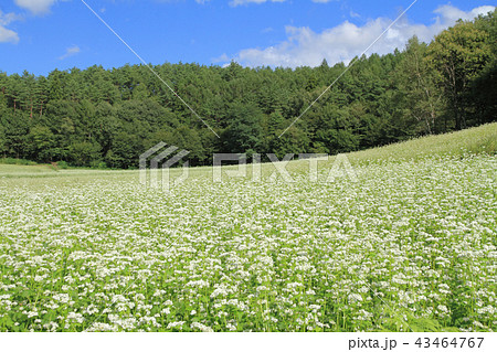 信州中山高原　初秋のソバ畑 43464767