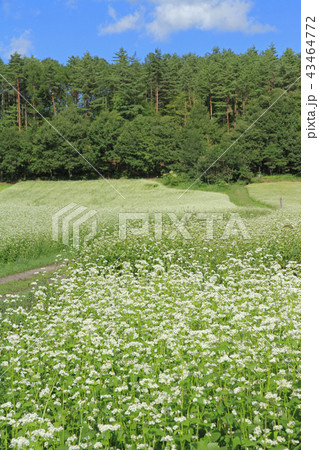 信州中山高原　初秋のソバ畑 43464772