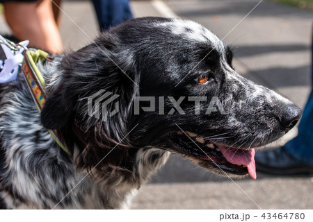 head and fsce of a border collie mixed breed black and white fur closeup bokeh head and fsce of a border collie mixed breed black and white fur closeup bokeh 43464780