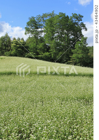 信州中山高原　初秋のソバ畑 43464902