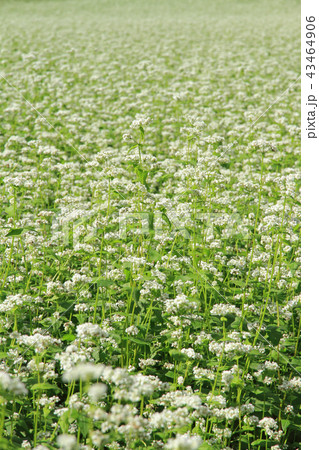 高原のソバ畑 43464906