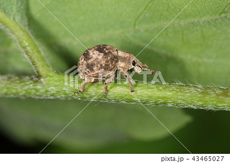 生き物 昆虫 スグリゾウムシ、短い鼻先にまん丸の体。愛嬌があります 生き物 昆虫 スグリゾウムシ、短い鼻先にまん丸の体。愛嬌があります 43465027