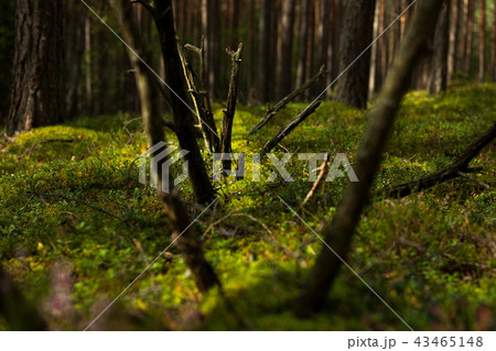An old fallen pine trunk overgrown with moss An old fallen pine trunk overgrown with moss 43465148