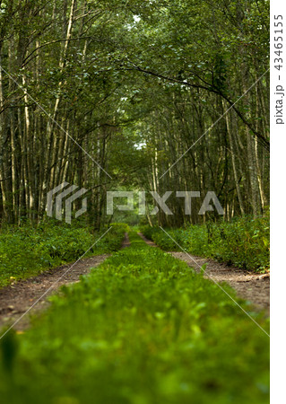 A lane surrounded by a thick forest A lane surrounded by a thick forest 43465155