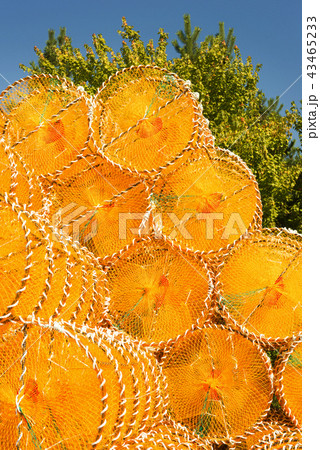 黄色 イエロー サークル 43465233