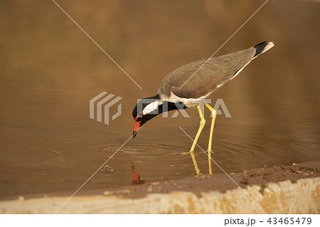 Red-wattled Lapwing, Jhalana, Rajasthan, India Red-wattled Lapwing, Jhalana, Rajasthan, India 43465479