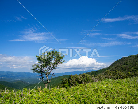 【伊豆半島】快晴・青空・夏の高原風景【伊豆山稜線歩道・だるま山周辺】 【伊豆半島】快晴・青空・夏の高原風景【伊豆山稜線歩道・だるま山周辺】 43465499