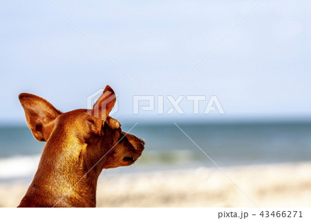 Miniature pinscher observing what is going on at the beach Miniature pinscher observing what is going on at the beach 43466271