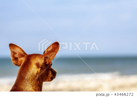 Miniature pinscher observing what is going on at the beach Miniature pinscher observing what is going on at the beach 43466272