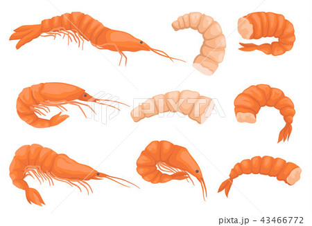 Flat vector set of whole and peeled shrimps without heads. Boiled and raw prawns. Gourmet seafood 43466772