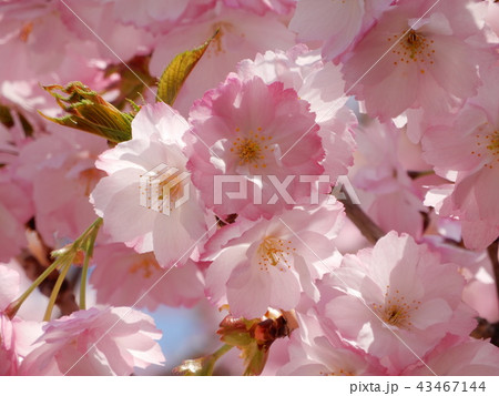 桜 43467144