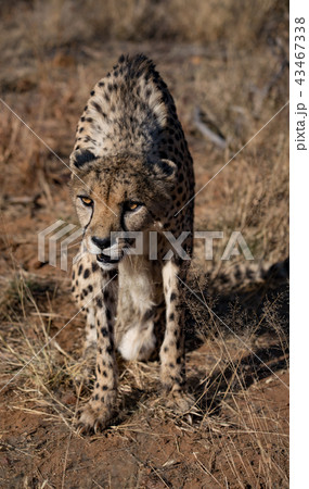 Cheetah sits on his haunches Cheetah sits on his haunches 43467338