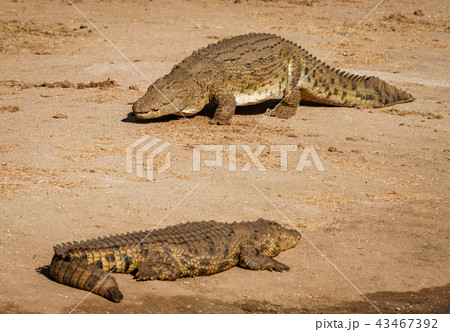 Two crocodiles on a river bank Two crocodiles on a river bank 43467392