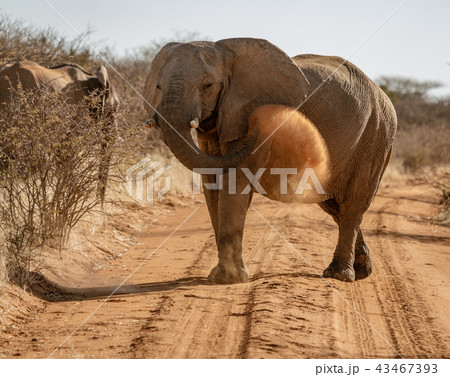 Elephant throws dirt onto its back Elephant throws dirt onto its back 43467393
