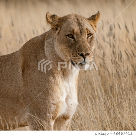 Female lion walks across dirt toad Female lion walks across dirt toad 43467412