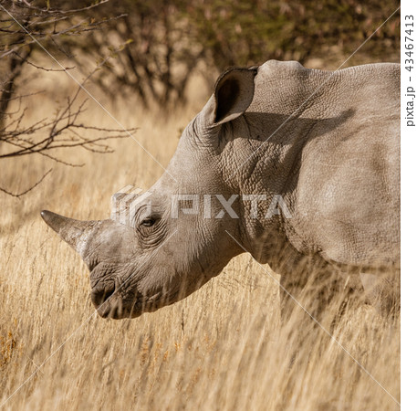 Single white rhinoceros stands on a dirt road 43467413