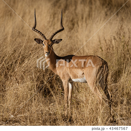 An adult male impala looks around An adult male impala looks around 43467567