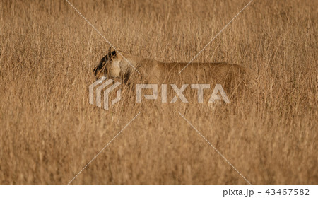 Female lion stands in short dry grass Female lion stands in short dry grass 43467582