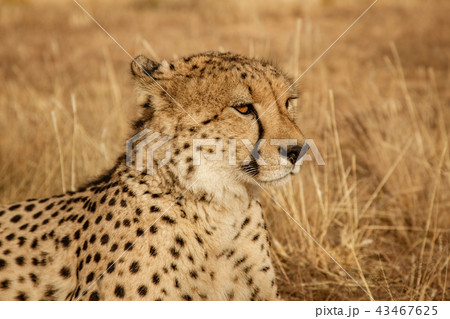 Adult cheetah lies down in dry grass Adult cheetah lies down in dry grass 43467625