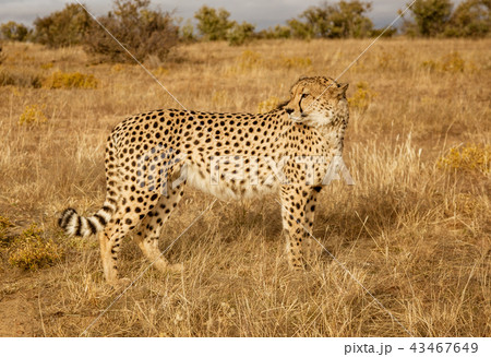 Adult cheetah walks among short dry grass 43467649