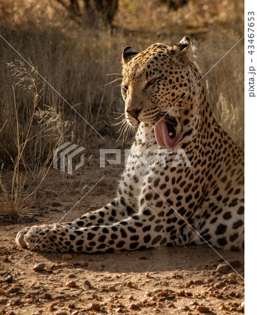 Profile of a leopard licking his own face Profile of a leopard licking his own face 43467653