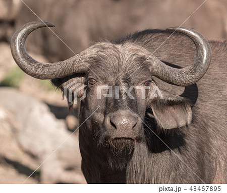 A single cape buffalo looks at the photographer 43467895