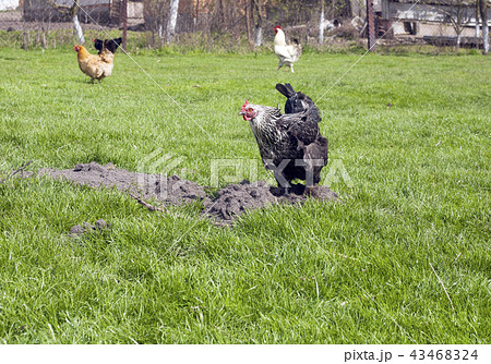 Black and white hen digging in ground on lawn Black and white hen digging in ground on lawn 43468324