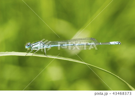 Common blue damselfly or Northern bluet on green 43468373