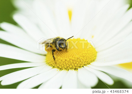 European honey bee on Camomile flower 43468374