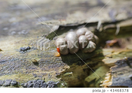 Brown Lycogala epidendrum or Wolf's milk 43468378