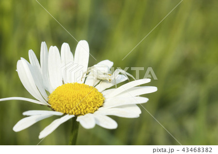 Flower crab spider Misumena on Daisy flower Flower crab spider Misumena on Daisy flower 43468382