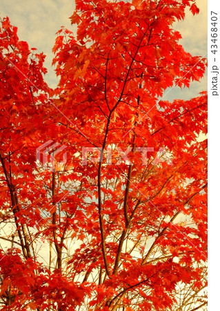 モミジ紅葉 43468407