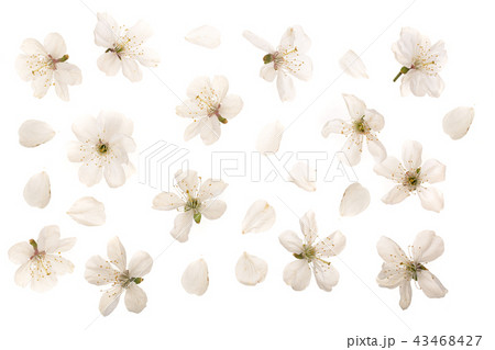 cherry flowers isolated on white background. Top view. Flat lay. Set or collection cherry flowers isolated on white background. Top view. Flat lay. Set or collection 43468427