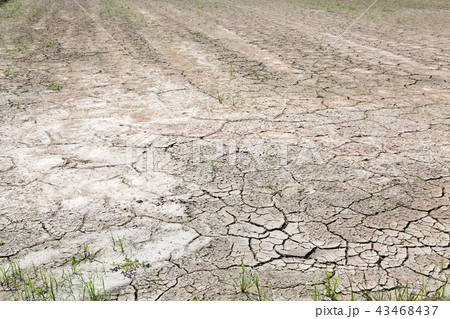 干ばつ 43468437