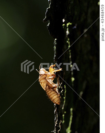 セミの抜け殻 セミの抜け殻 43468459
