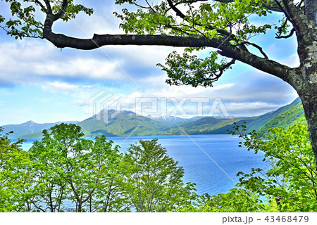 岸辺の新緑の木立と神秘の湖支笏湖の青い水面と対岸の山並そして青い空 43468479