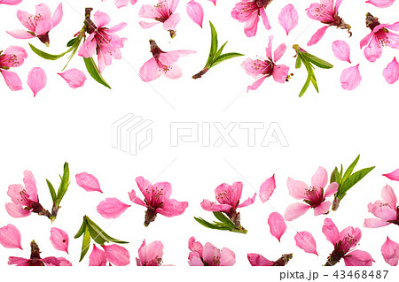 Cherry blossom, sakura flowers isolated on white background with copy space for your text. Top view Cherry blossom, sakura flowers isolated on white background with copy space for your text. Top view 43468487