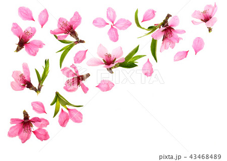 Cherry blossom, sakura flowers isolated on white background with copy space for your text. Top view Cherry blossom, sakura flowers isolated on white background with copy space for your text. Top view 43468489