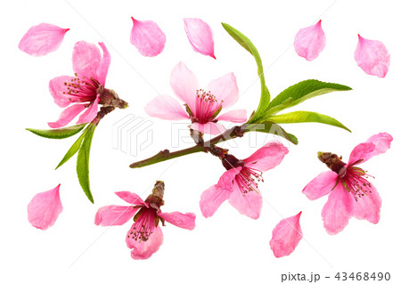 Cherry blossom, sakura flowers isolated on white background. Top view. Flat lay pattern Cherry blossom, sakura flowers isolated on white background. Top view. Flat lay pattern 43468490