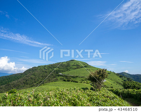 【伊豆半島】夏の伊豆山稜線歩道【遊歩道・だるま山周辺】 43468510