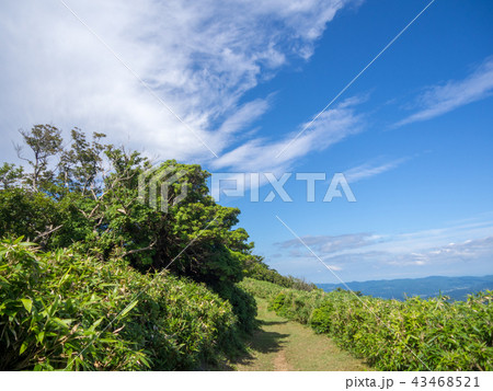 【伊豆半島】夏の伊豆山稜線歩道【遊歩道・だるま山周辺】 【伊豆半島】夏の伊豆山稜線歩道【遊歩道・だるま山周辺】 43468521