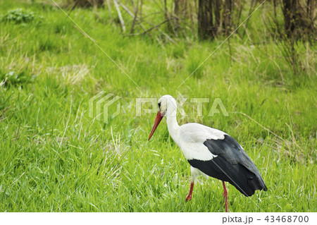 Stork walking in green field, 43468700