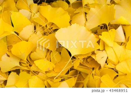 落ち葉～いちょうの葉～ 43468951