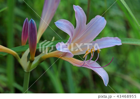 ナツズイセンの開花　福島県只見町 43468955