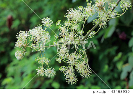 ウドの花 福島県只見町の写真素材