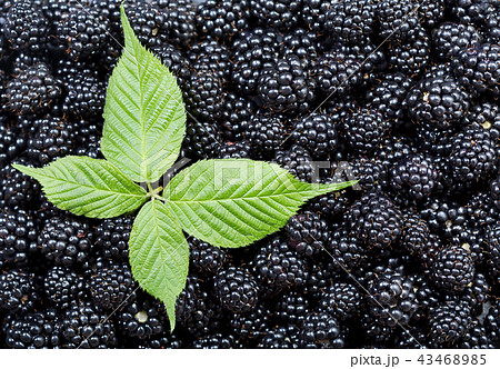 fresh blackberries with leaf as background 43468985