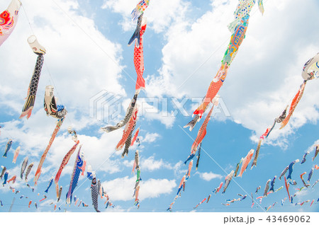 空を泳ぐ鯉のぼり 43469062