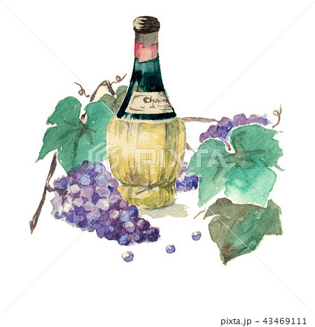 ワインボトルと葡萄の房 水彩画のイラスト素材 [43469111] - PIXTA